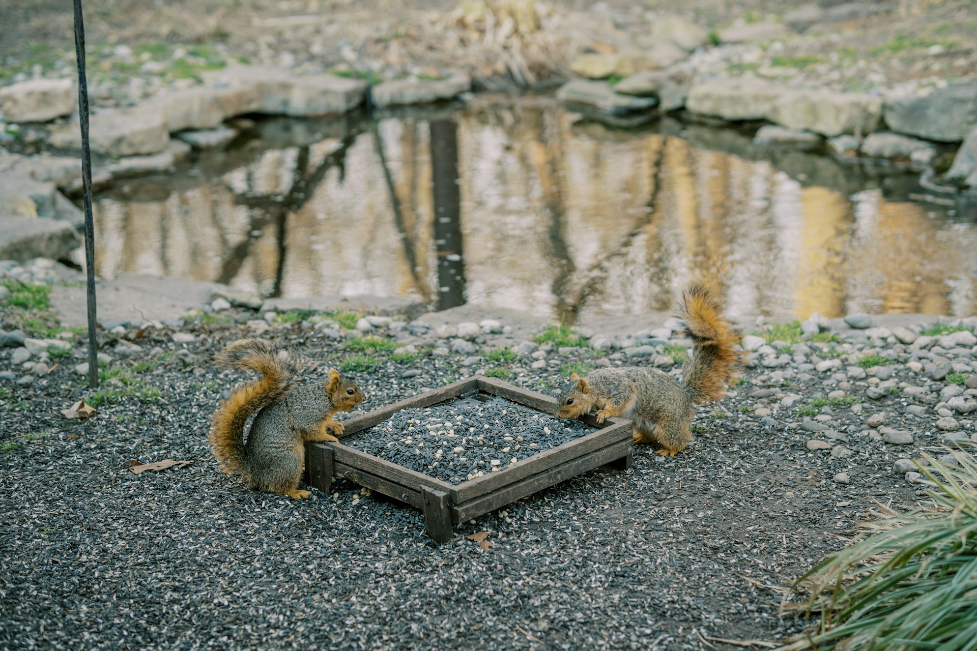 Colorful banner flags for the Squirrel Celebration