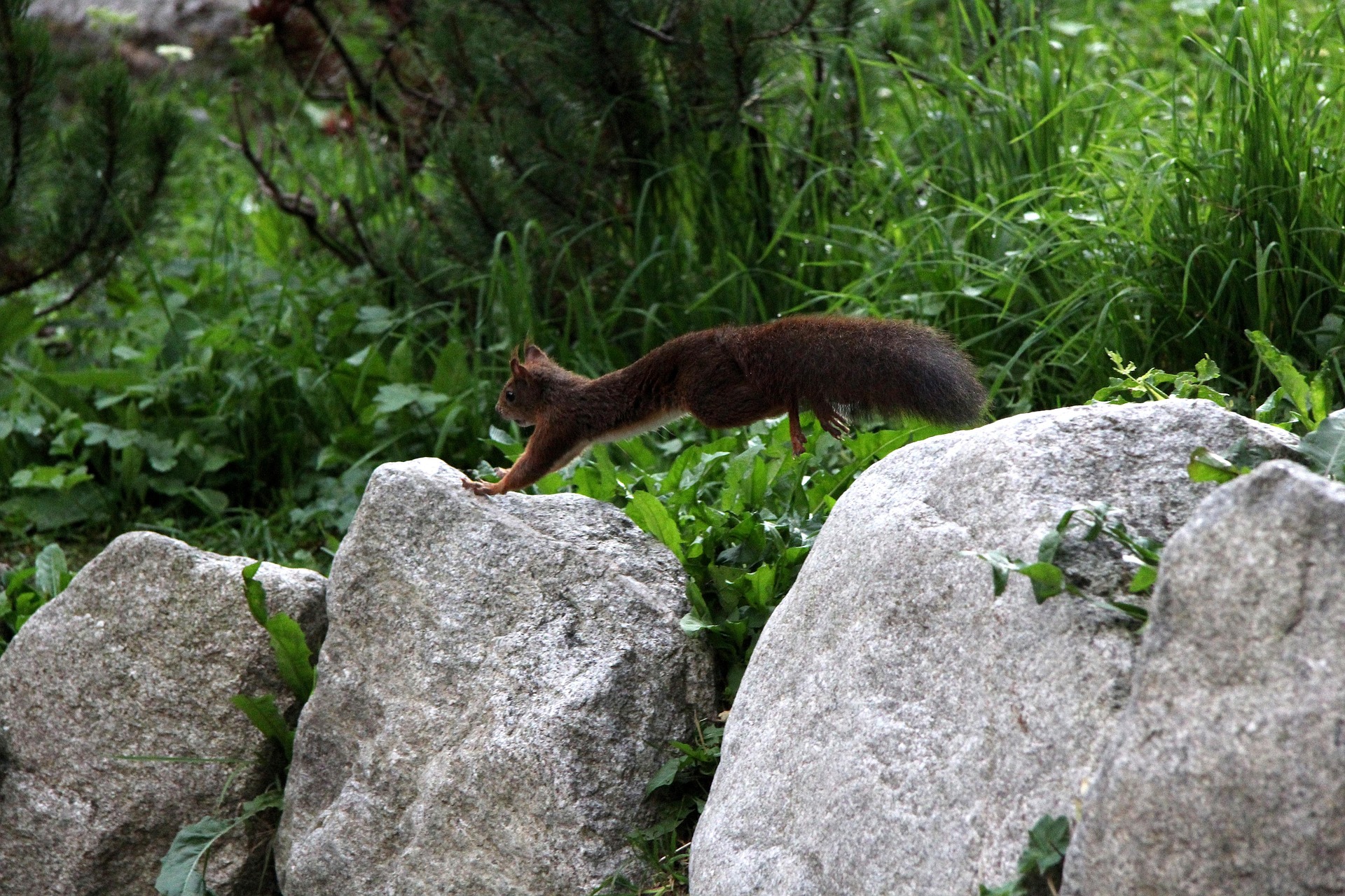 squirrel leaping