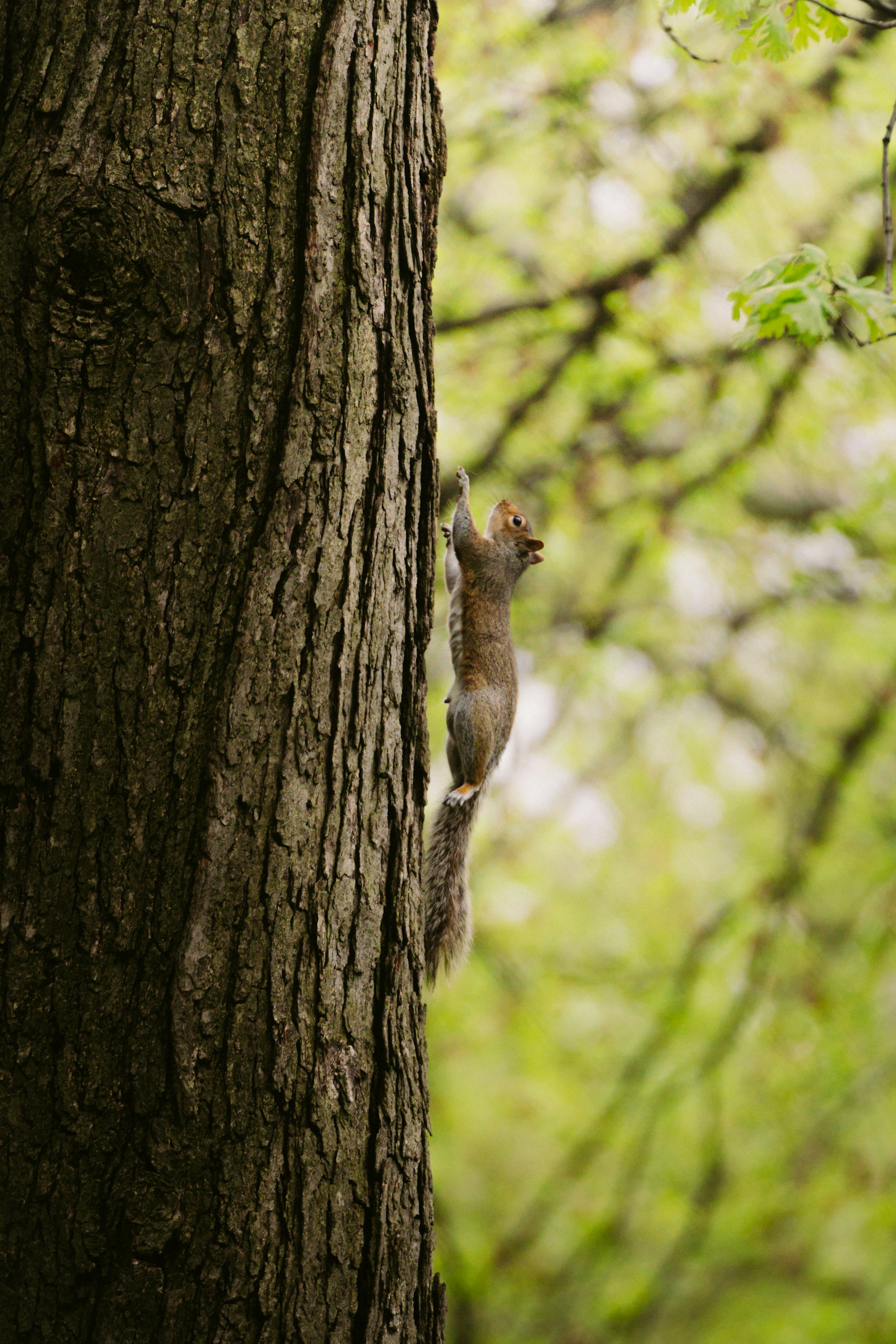 squirrel running up tree