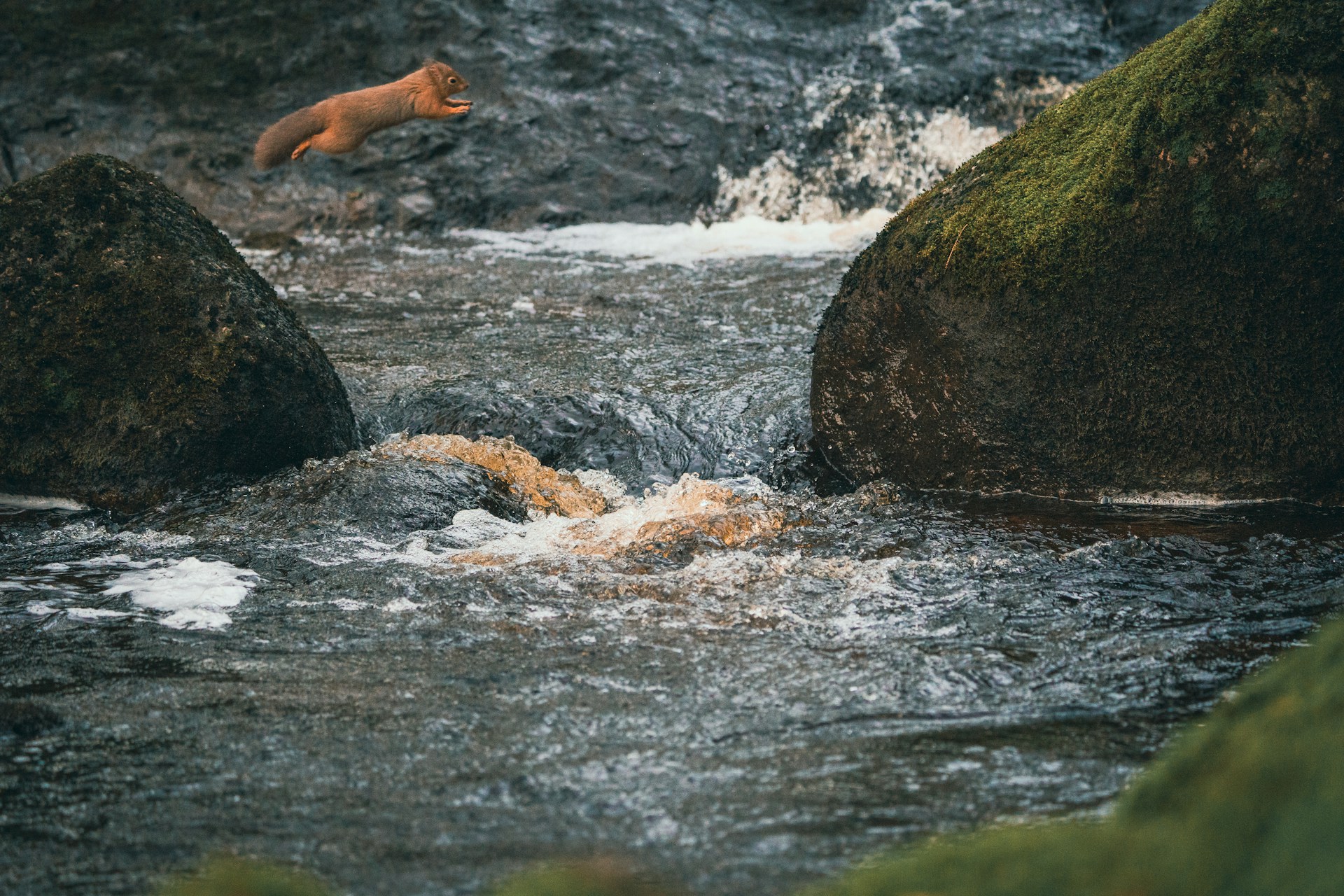 squirrel jumping water