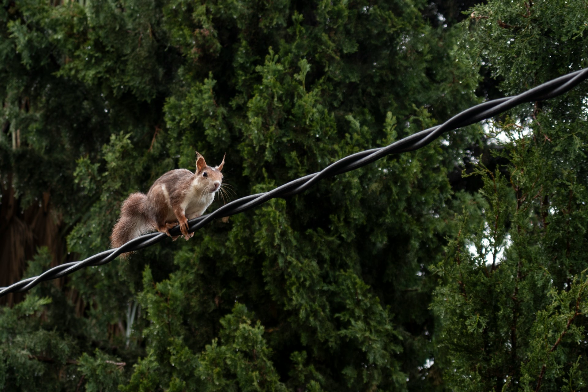 squirrel reading