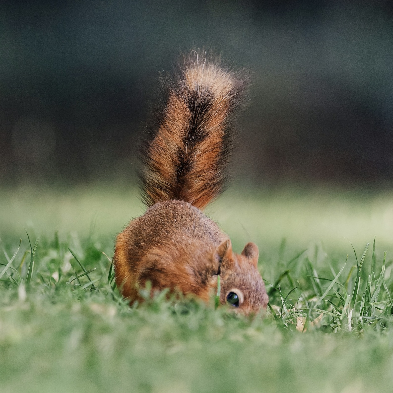 Illustration of a squirrel searchimg for nuts