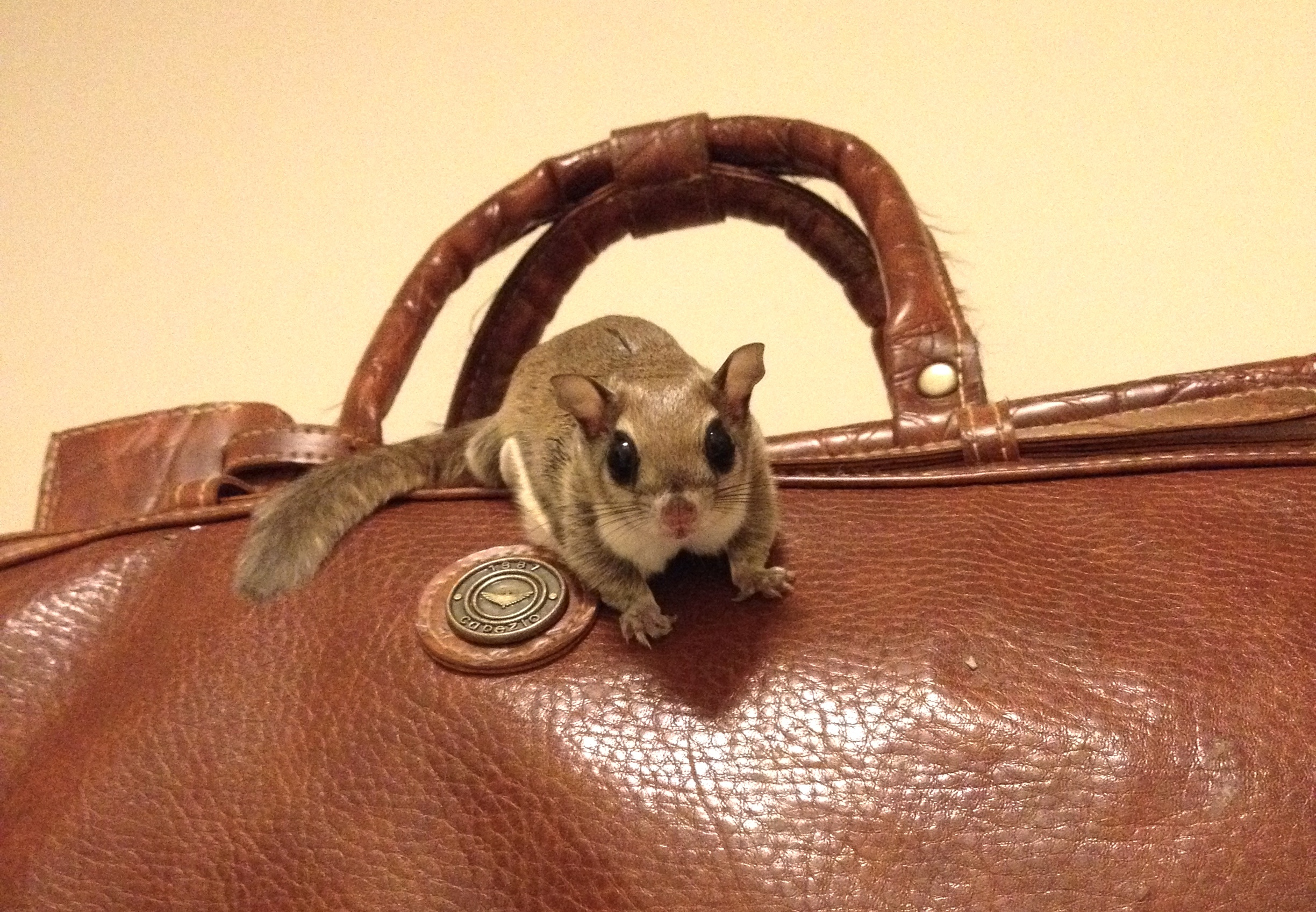 Peanut the flying squirrel perched on a brown duffle bag