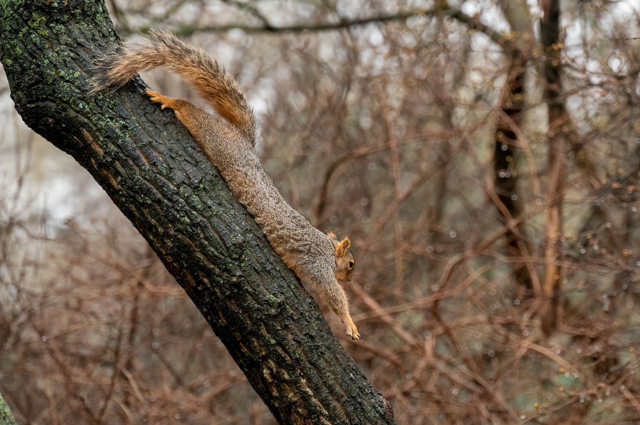 A squirrel stretching on a tree branch.