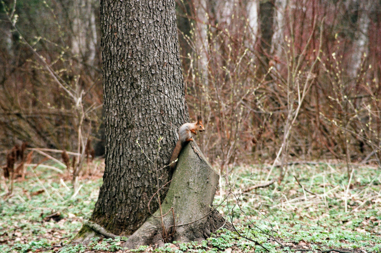 A squirrel on cut tree stump.